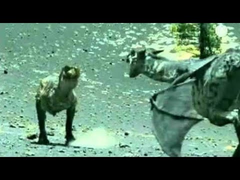 Das Geheimnis der Drachen - Dokumentation