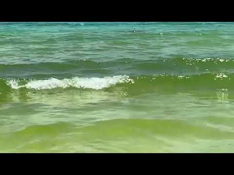 Shark attack! Blood Bath  - Santa Rosa Beach 30A 6/28/22