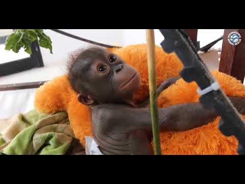 The Plight of The Orangutan