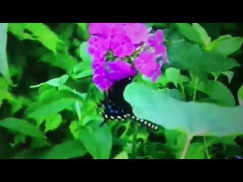 Bawal Na Pag-ibig - by : Rico J. Puno   ( lyric’s )