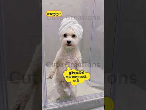 මේකී මට කැමති වෙයි නේද🤣🤣cat#funnyanimals#funny#cute#srilanka#shorts#short#trendingshorts#lankan#cats