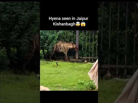 Hyena seen in jaipur kishanbagh🤯😱 #wildlife #wildanimals #viralvideo #hyena #youtubeshorts