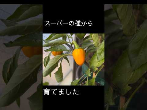 パプリカ 植物