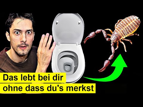 An diesen Orten findest du Giftige Tiere IM HAUS! Auch wenn sauber ist