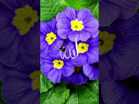 TUGA  I  SRECA  , ZA  ISKRENOG  VJERNIKA  ....