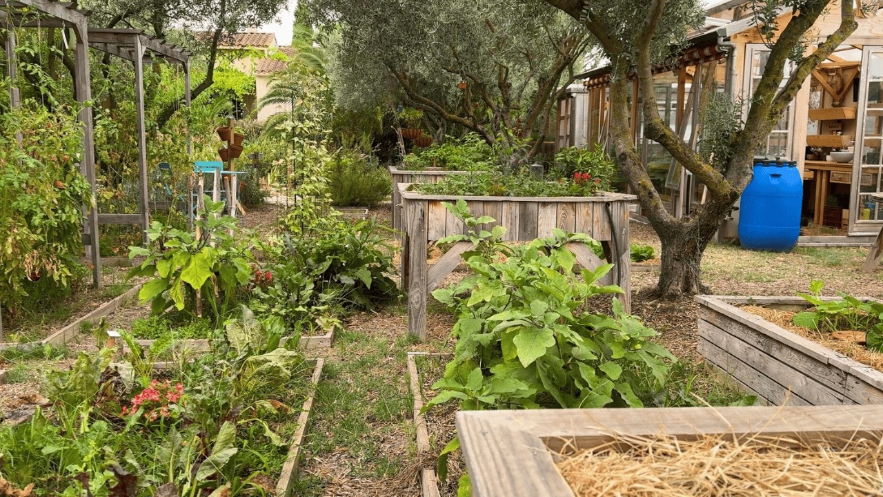 Professional Burnout: I understood that I had to Feed my family with a Vegetable Garden
