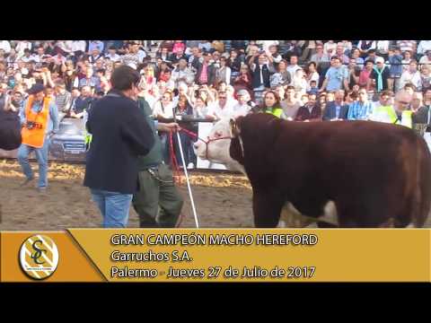 27-07-17 Gran Campeon Macho Hereford - Palermo.