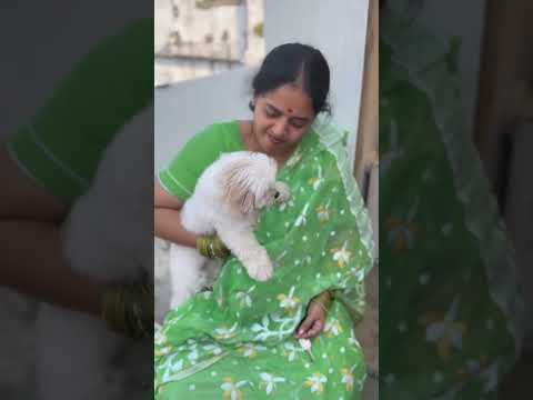 This is how we celebrated Sankranthi🪁🤍 #shorts #ashortaday #youtubeshorts #southindian