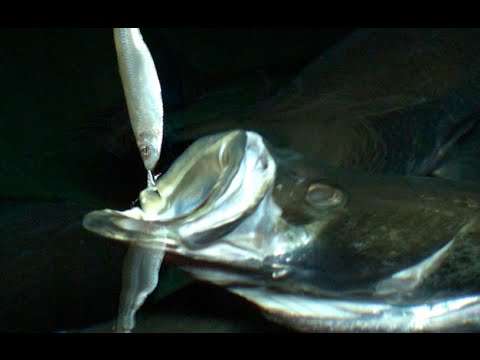 Kniegelenksfluid Was bei Osteochondrose nicht schwindlig