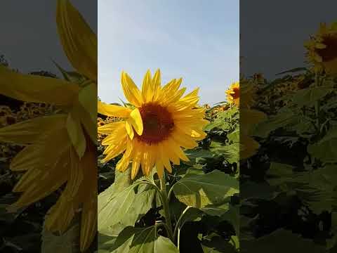 🐝 and sunflower 🌻 💛