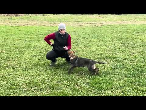 Zoya z Jukasu - start of training - 3,5 months