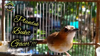 Download lagu Masteran Planduk Bukit Gacor mp3