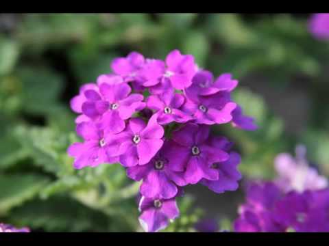 S H A R M I - SLR Collection