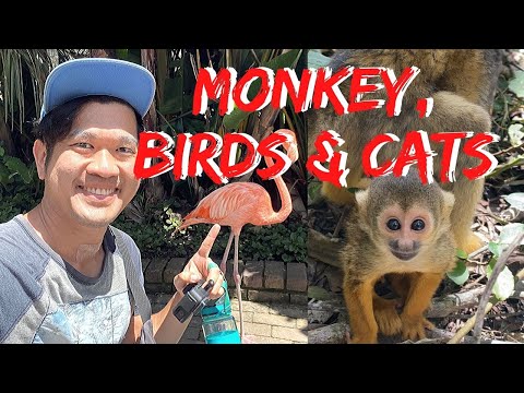 (Garden Route) Monkeyland, Birds of Eden & Jukani Wildlife Sanctuary