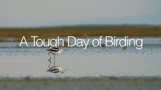 This Day of Birding Did Not Turn Out How I Expected