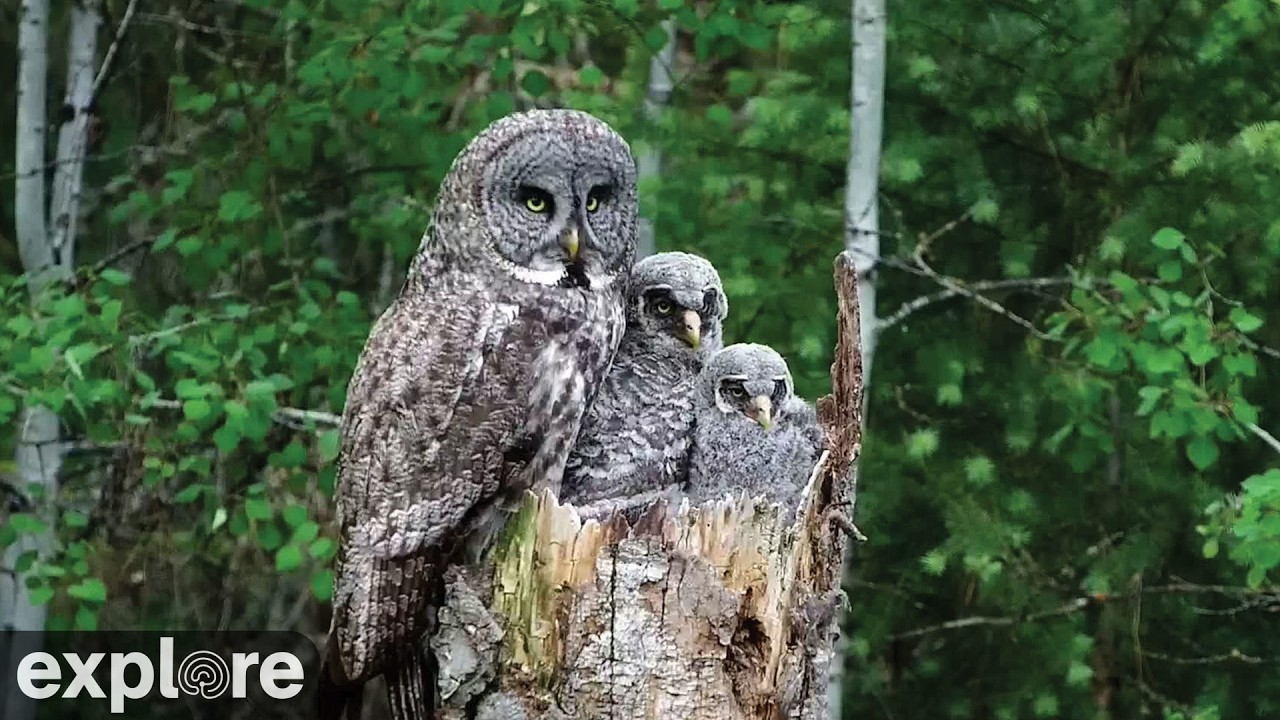 LIVE Great Gray Owl Nest - Owl Research Institute | explore.org