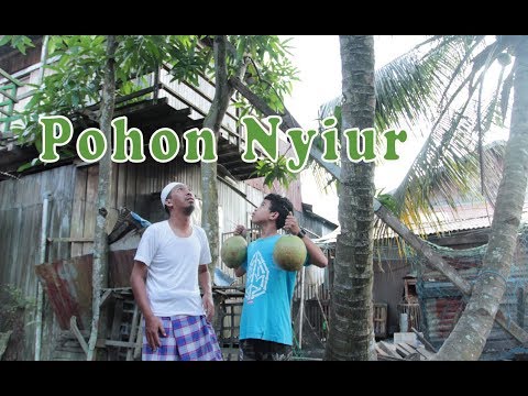 pohon-nyiur