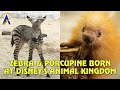 Baby Porcupine Zebra Foal Born At Disney S Animal Kingdom