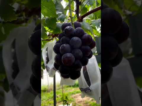 , title : 'Learn to preserve grapes from the birds | care of  grapes|Nature lover And Naturalists'