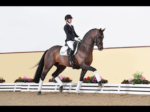 Vivaldon - Stallion Collection Schockemoehle & Helgstrand 2021 ENG