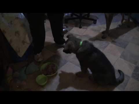 Kargo - czekanie na miskę