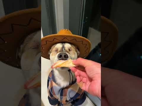 Blind dog the unshakeably aloof #shorts