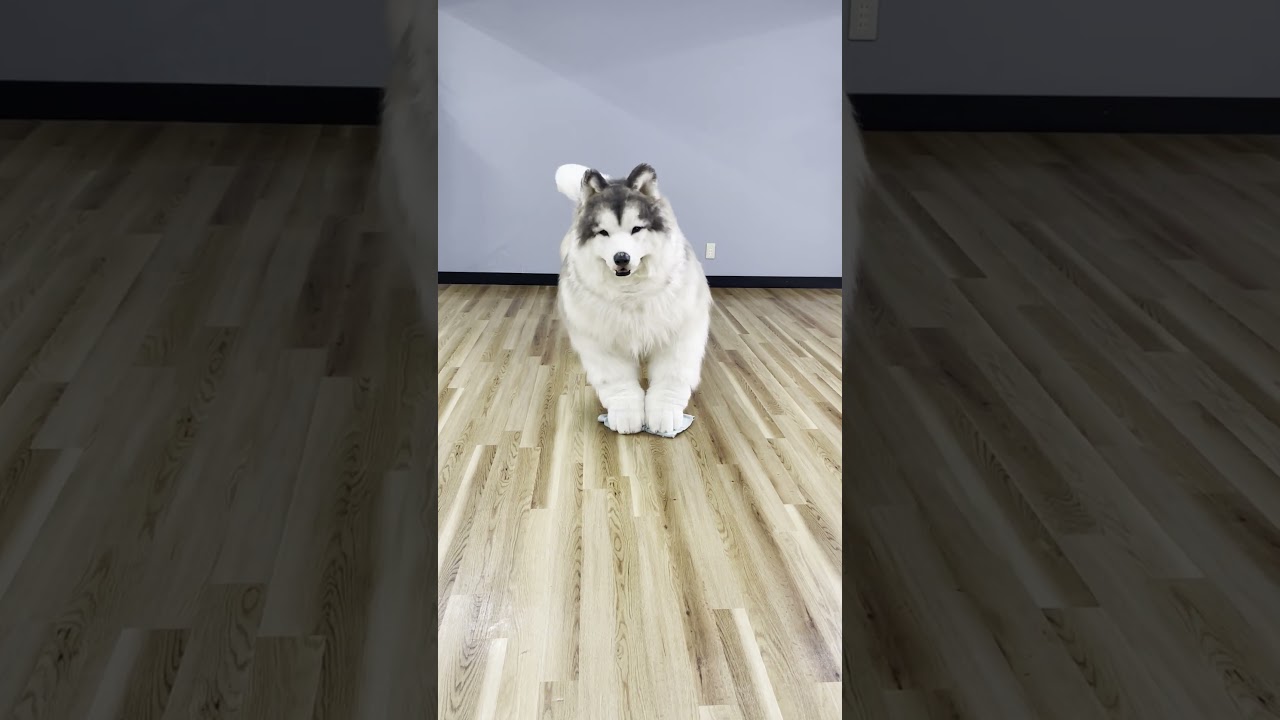 お掃除する犬……？ #shorts