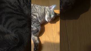 ライガ君にうるさい言われたw #ねこ動画 #ねこの日常 #cat #猫のいる暮らし #ねこねこ #catphotos