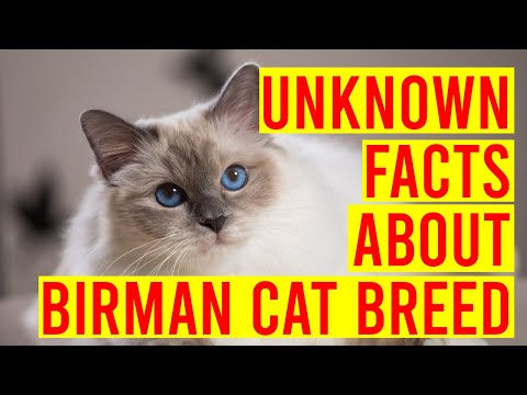 10 Interesting Facts About Birman Cat Breeds/ All Cats