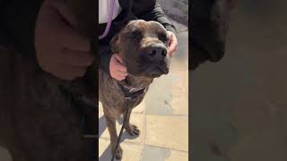 Video preview image #1 Mastiff Puppy For Sale in Goodyear, AZ, USA