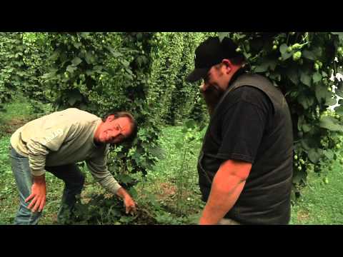 download lagu mp3 mp4 Willamette Hops Growing, download lagu Willamette Hops Growing gratis, unduh video klip Willamette Hops Growing