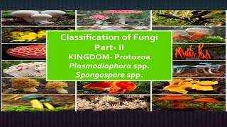Kingdom- PROTOZOA #PLASMODIOPHOROMYCOTA, its important characteristic & disease cycle