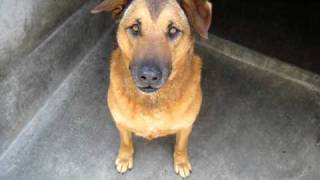 Gentle Lovebug GINNY (A268879) Big Shepherd Mix at Pasadena Humane