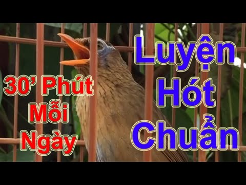 30 Phút Mỗi Ngày Giúp Họa Mi Mau Lên Giọng – File Luyện Hót Chuẩn
