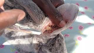 Rabbit Earmites Removal & Treatment 2 (Summary)