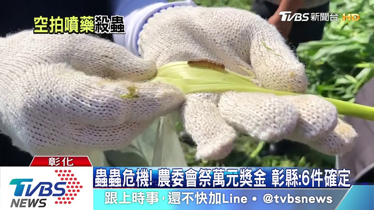 秋行軍蟲肆虐! 彰縣首度出動「空拍機」噴藥滅蟲
