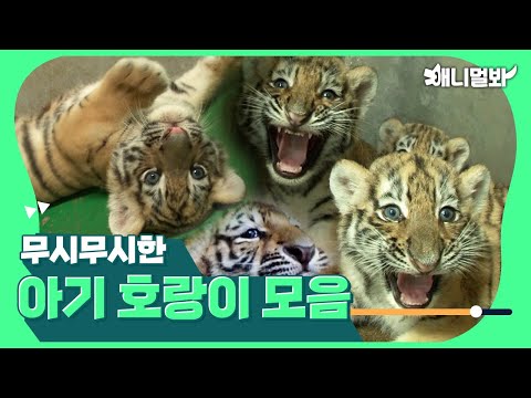 아이코 무서워 😖아기 호랑이 모아보기🐯❤ㅣOh I’m scared 😖 Baby Tigers Compliation 🐯❤