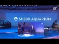 Shedd Aquarium Dolphin Show Ticket Prices