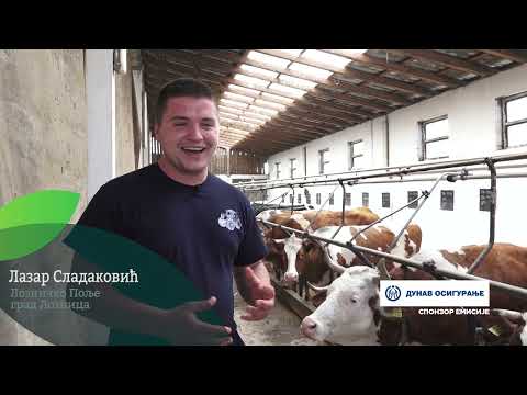 Naša priča ep. 510 05.06.2025. Lazar Sladaković, Lozničko Polje, mlečno govedarstvo, tov bikova