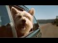 Barry Louis Polisar music Australian Commercial Doggie