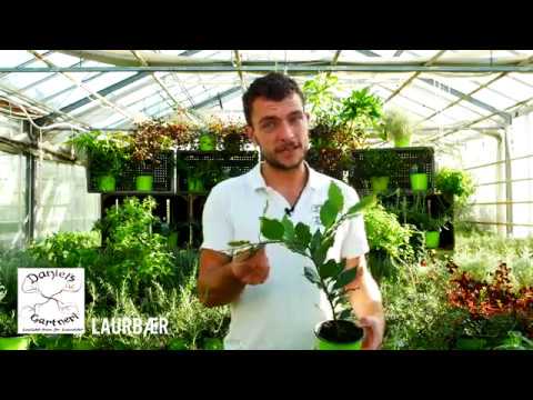 Daniel's Gartneri - Laurbær