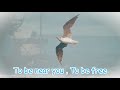 Sailing -  Declan Galbraith