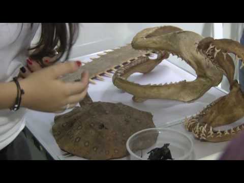 BOLETIM TJ UFSC - SEPEX 2016 - Labitel