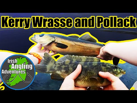 Kerry Wrasse and Pollack on Lures #lurefishing