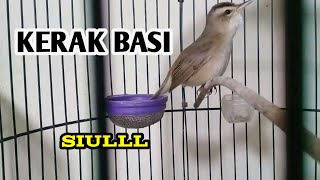 Download lagu Kerakbasi Alis Hitam Gacor Nyuling mp3 Download lagu Kerakbasi Alis Hitam Gacor Nyuling mp3