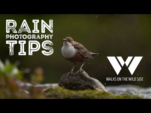 Tips for wildlife photography in the rain - photographing dippers