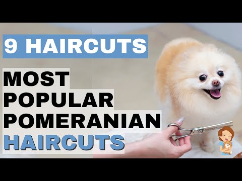 Top 9 Trending Pomeranian Haircuts: Haircuts That Will Leave You Regretful & Styles for a Happy Pom