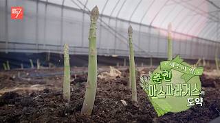 채소의 왕, 춘천 아스파라거스의 도약 / 강원매거진7 / [농부가] / G1방송 / 260501