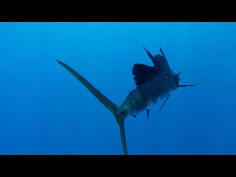 Fishing for Open water Game Fish - Sportsman's Challenge Part 1 - Trolling For Mahi and Sailfish