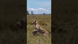 The leopard isn’t posing, he is surveying